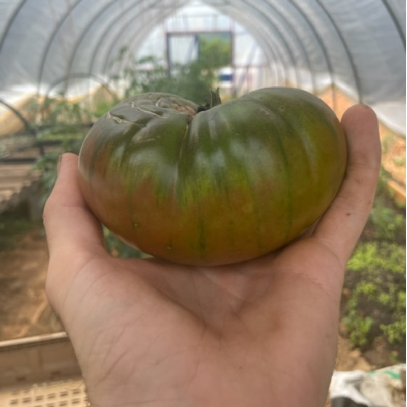 Cherokee Purple Tomatoes (1 lb) Main Image