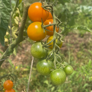 Sungold cherry tomatoes (pint)