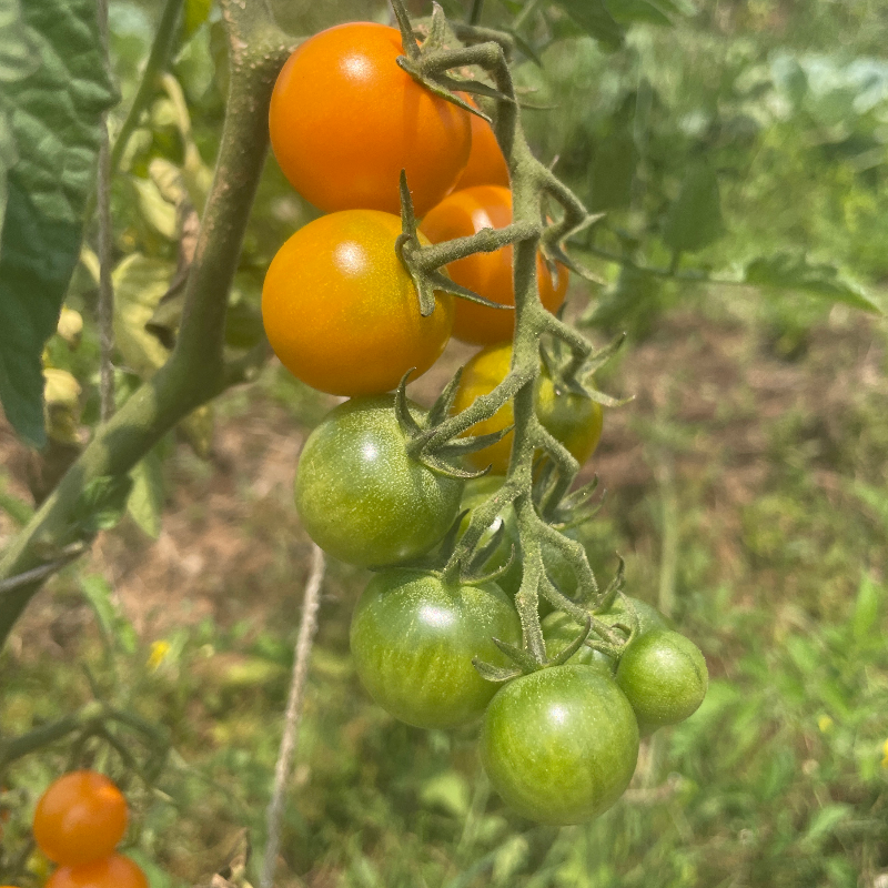 Sungold cherry tomatoes (pint) Main Image