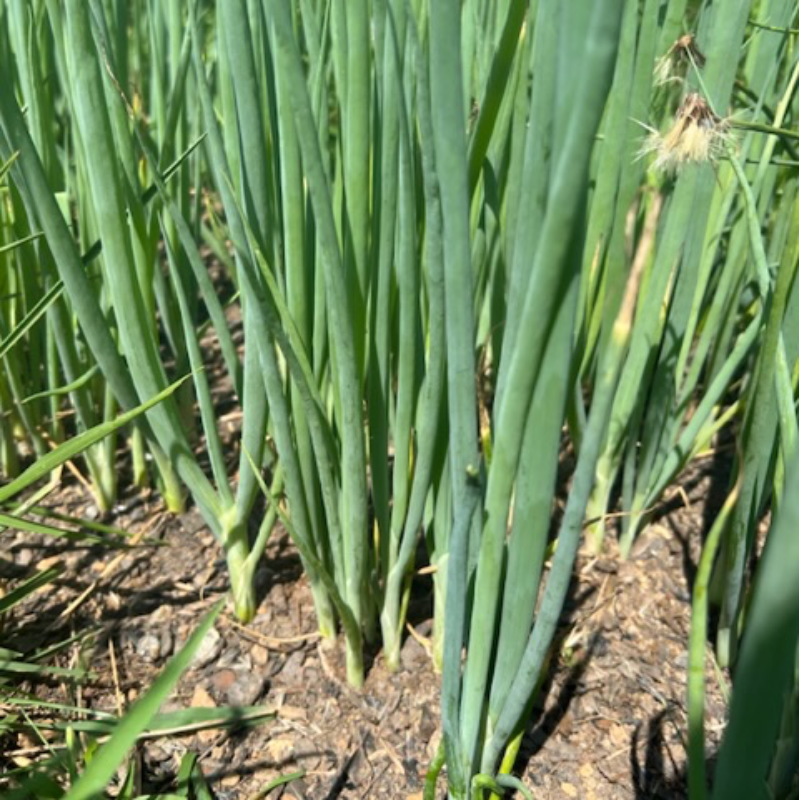 Green onions Main Image