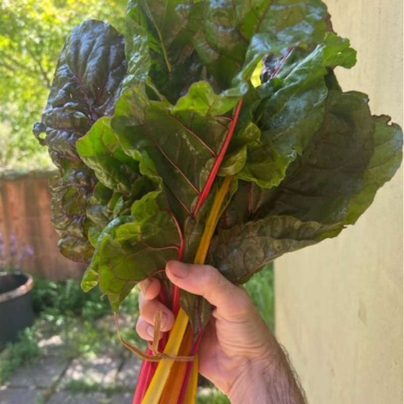 Swiss Chard (bunch) Main Image