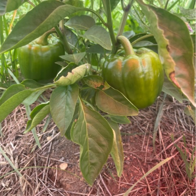 Bell peppers Main Image