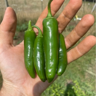 Jalepeño peppers (a handful)