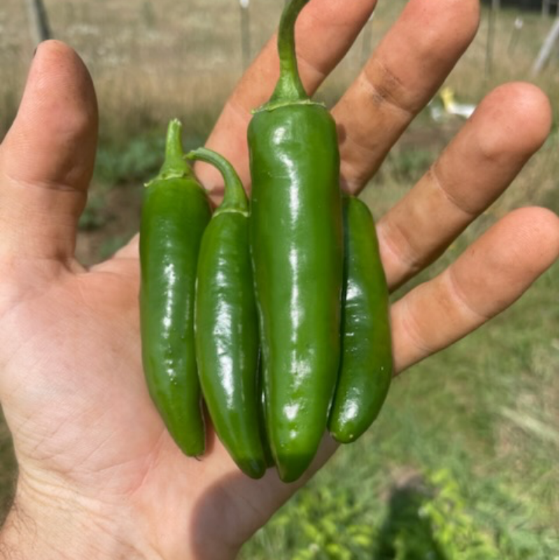 Jalepeño peppers Main Image