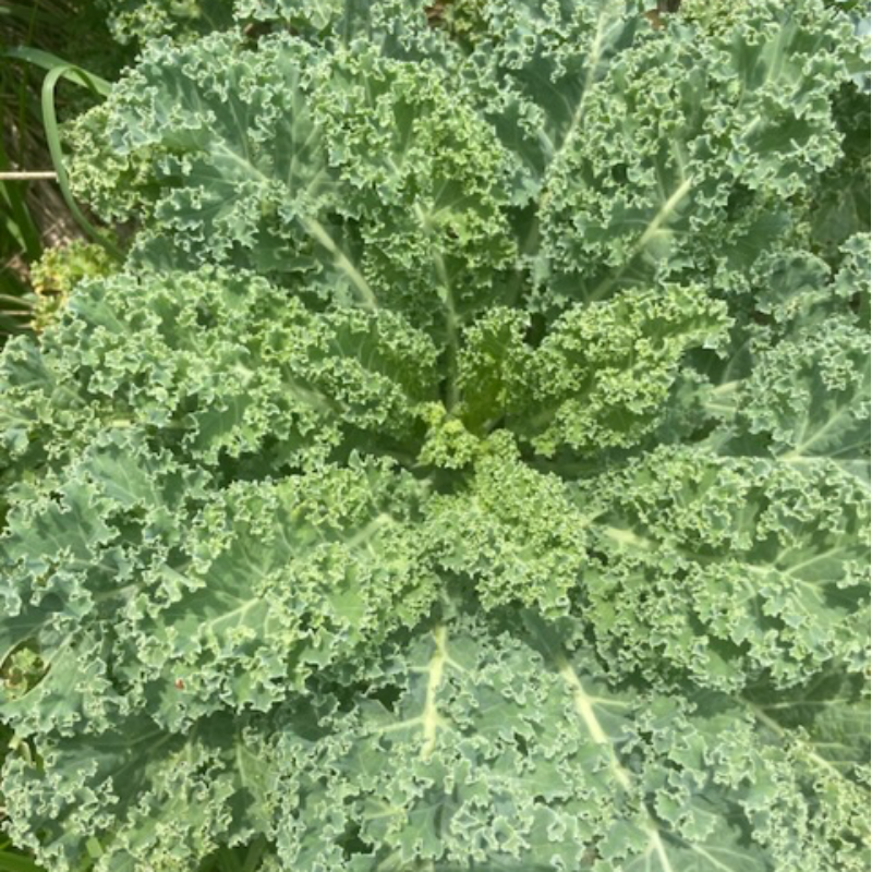 Curly kale Main Image