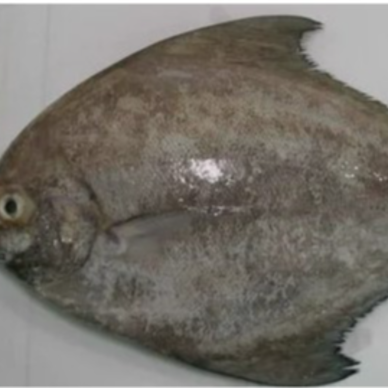 Black Pomfret 10 kg Box