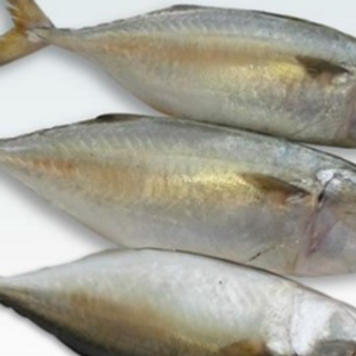 Indian Mackerel 1kg