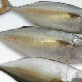 Indian Mackerel cleaned 1kg