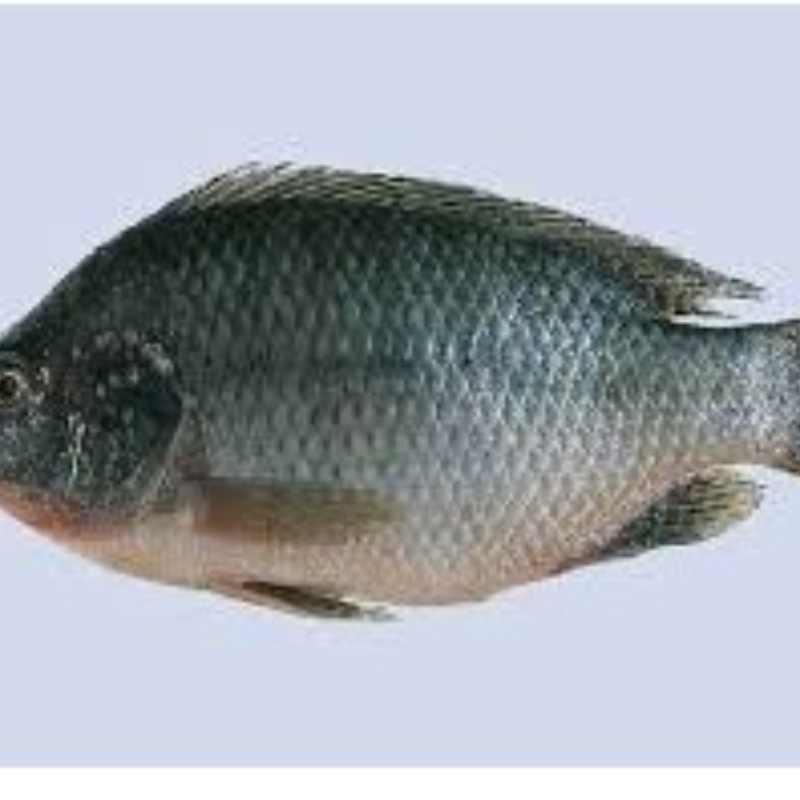 Tilapia 6 kg box Cleaned