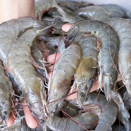 Large Prawns Semi Frozen 2Kg 