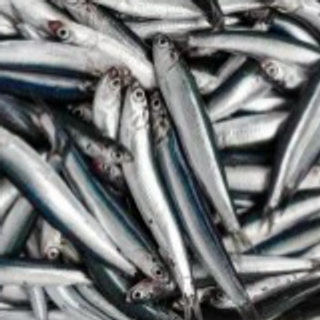 Indian Sardine 1 kg 