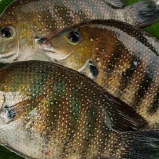 Karimeen Pearl Spot 1kg