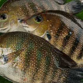 Karimeen cleaned 1kg