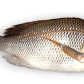 Emperor Vilameen cleaned 1kg