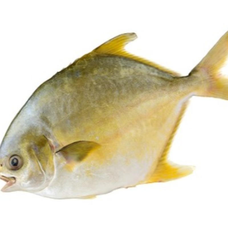 Golden Pomfret 3 for £10