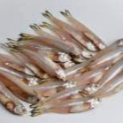 Anchovy 1kg 