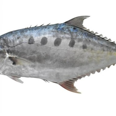 Trevally Vatta