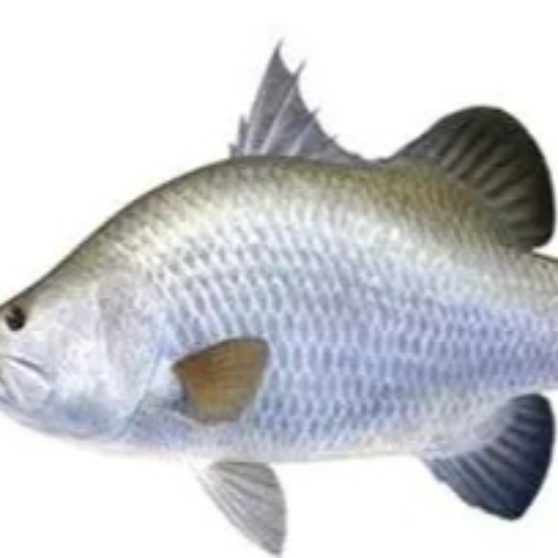 Large Sea Bass 6 Kg Box 