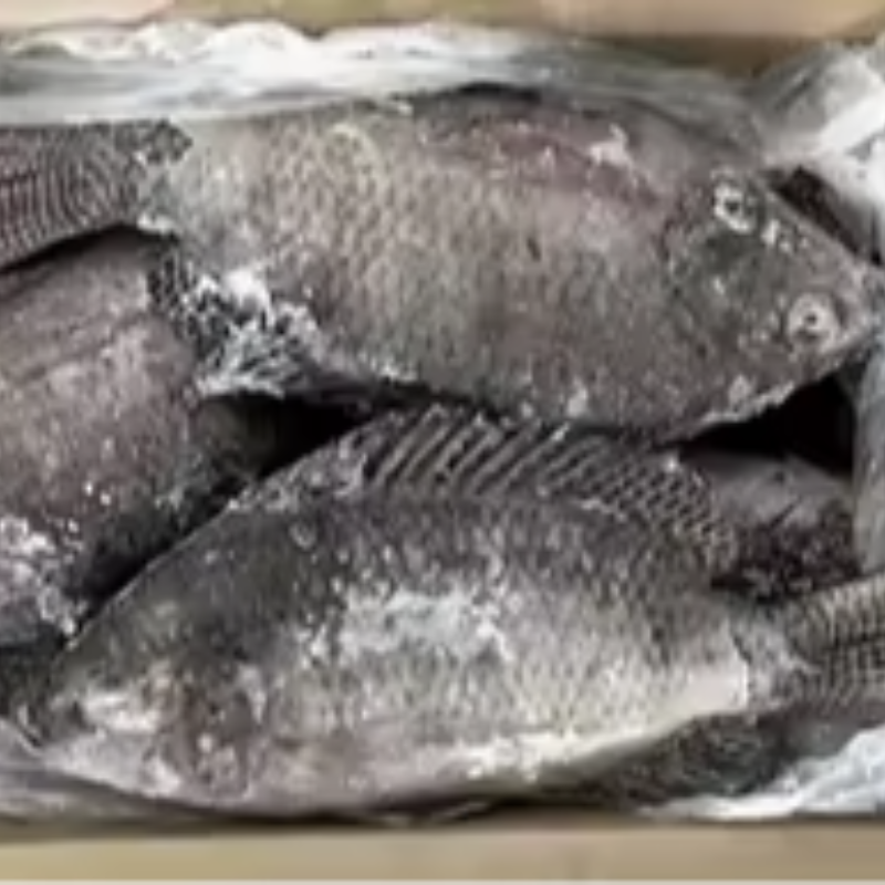 Tilapia 2.5 kg  cleaned 