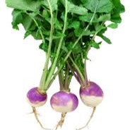 Nabo / turnip