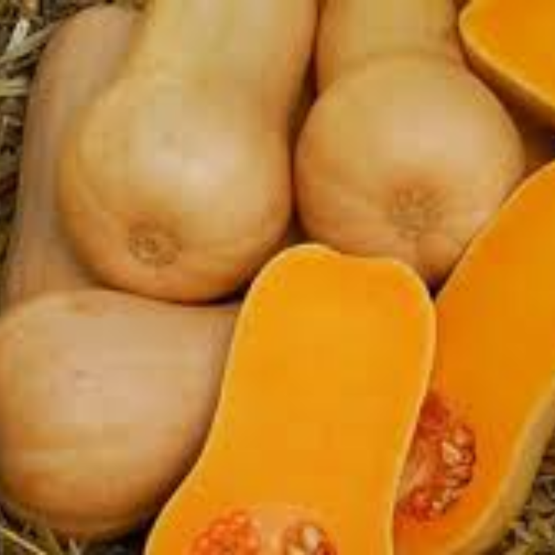 Abobora Butternut / Pumpkin