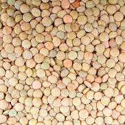 Lentilhas / Lentils