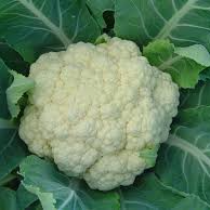 Couve-Flor / Cauliflower