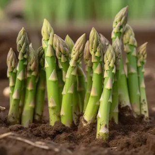 Espargos / asparagus
