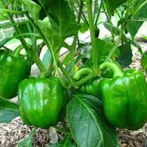 Pimento Verde / Green pepper