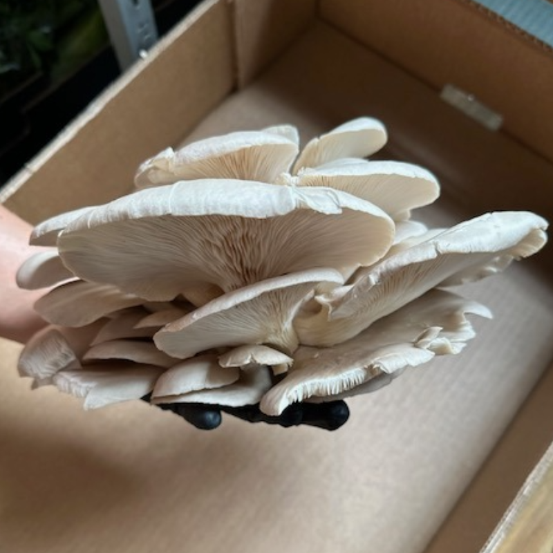 Cogumelos Pleurotus / Pleurotus mushrooms 