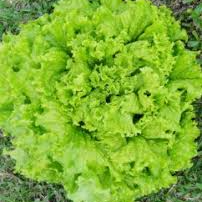 Alface / Lettuce