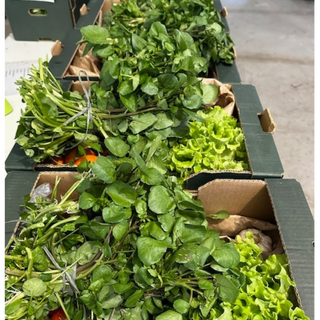 Misto Pequeno / Small Mixed