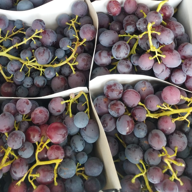 Uva Preta Com Grainha / Grape with seed 