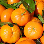 Clementina / Clementine