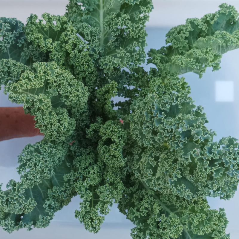 Couve Kale / kale cabbage