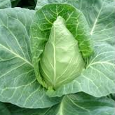 Couve coração / Heart cabbage