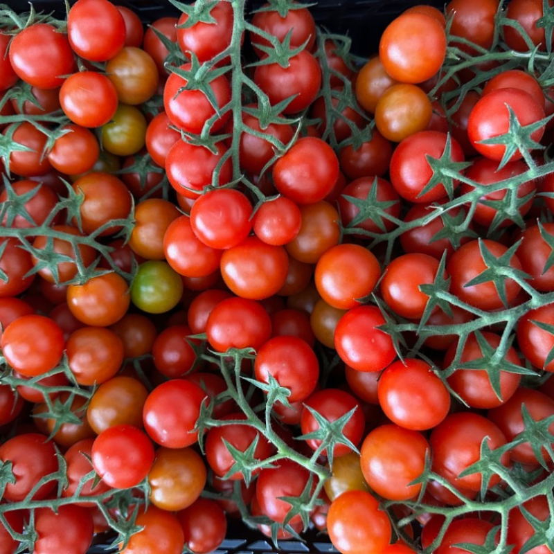 Tomate Cherry / Cherry tomato 
