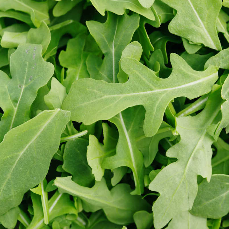 Rúcula / arugula