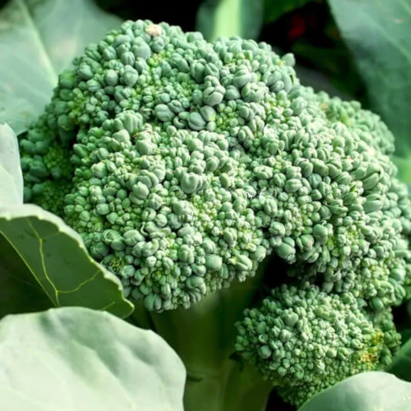 Brócolos / Broccoli