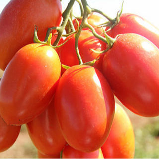 Tomate Chucha / Tomato 