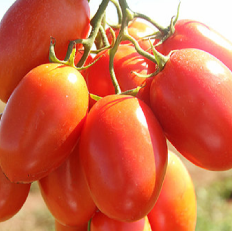 Tomate Chucha / Tomato 