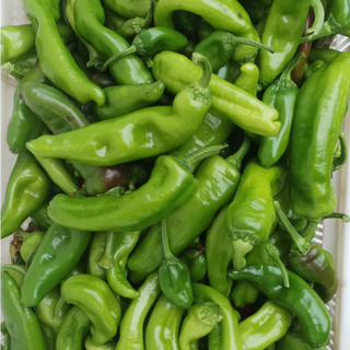 Pimento Padrão verde / green bell pepper