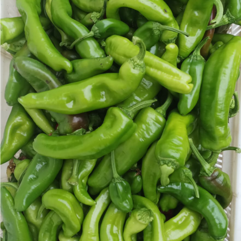 Pimento Padrão verde / green bell pepper