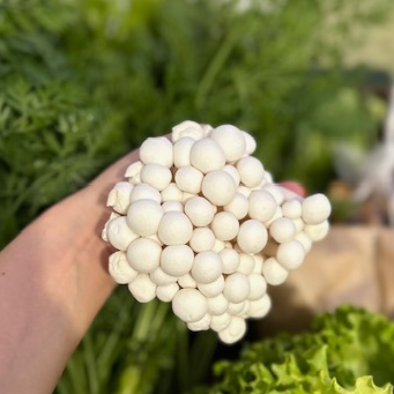 Cogumelos Shimeji / Shimeji mushrooms 