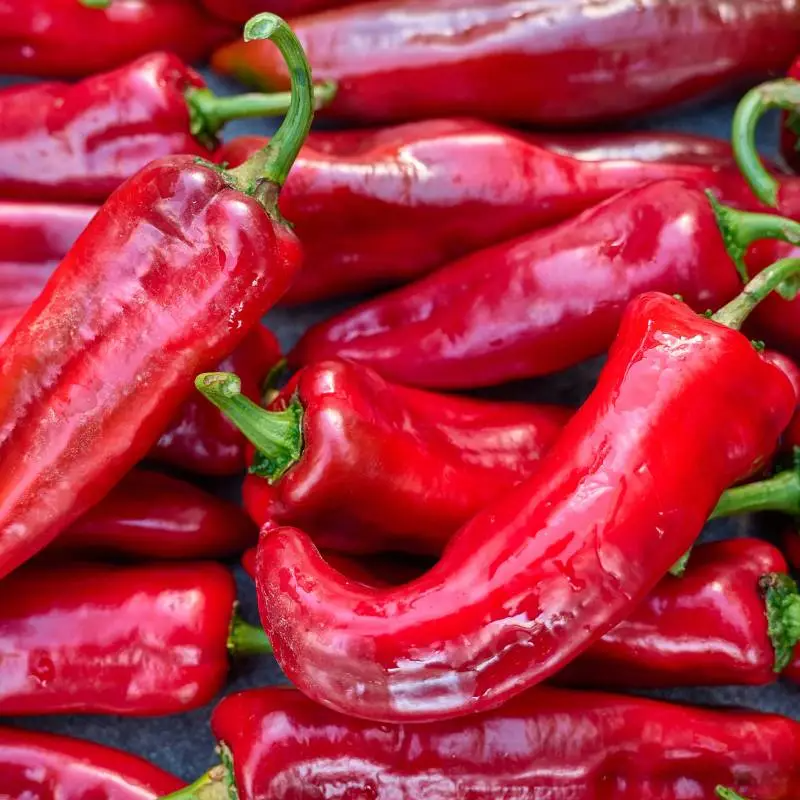 Pimento Padrão vermelho / red bell pepper