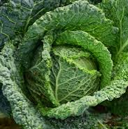 Couve Lombarda / Savoy cabbage