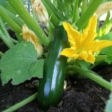 Curgete / Courgette