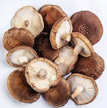 Cogumelos Shitake / Shitake mushrooms 