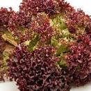 Alface Roxa / Purple lettuce