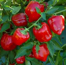 Pimento Vermelho / Red pepper